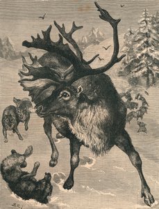 The Reindeer, 19th Century by Unbekannt