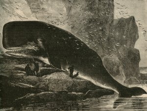 The Sperm-Whale, 1882