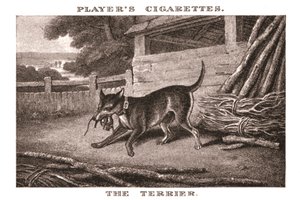 The Terrier by Unbekannt