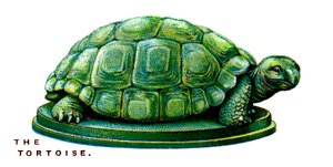 The Tortoise
