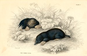 The Common Mole (Talpa europea)