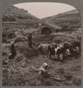 Threshing grain near Jacob