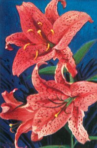 Tiger lily