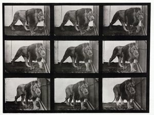Time-Lapse Photographs of a Lion Pacing Its Cage by Unbekannt