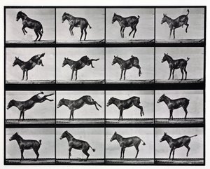 Time-Lapse Photographs of a Mule Kicking by Unbekannt