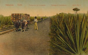 Transporting Henequen leaves, Matanzas - Cuba