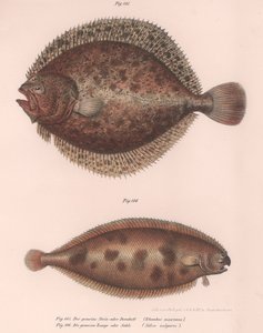 Turbot, Rhombus maximus, Common Sole Solea vulgaris by Unbekannt