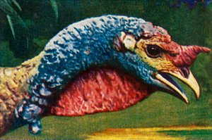Turkey by Unbekannt