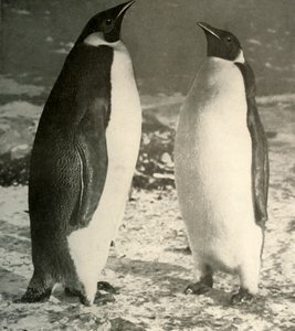 Two Emperor Penguins