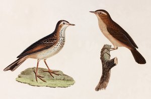 Two Colour Illustrations of Birds by Unbekannt