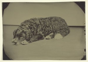 Untitled Dog, 1850-1899
