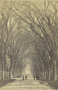 Untitled Avenue of Trees by Unbekannt