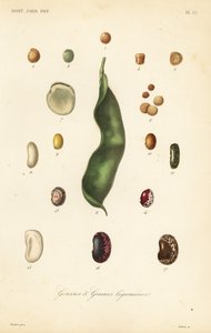 Varieties of peas and beans by Unbekannt