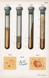Various Types of Bacteria, 1889 by Unbekannt