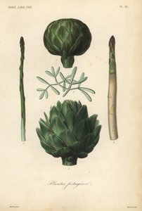 Vegetables by Unbekannt