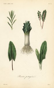 Vegetables by Unbekannt