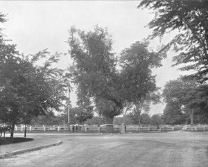 Washington Elm, Cambridge, Massachusetts, USA, c. 1900