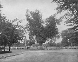 Washington Elm, Cambridge, Massachusetts