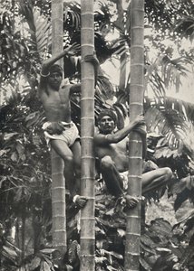 How Ceylonese climb coconut palms, 1926