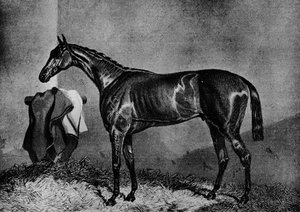 Wild Dayrell, 1852-1870, 1911 by Unbekannt