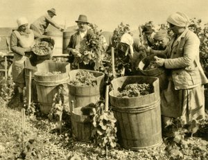 Wine Harvest near Baden bei Wien, Lower Austria, c1935 by Unbekannt