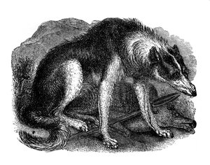 Wolf Dog, 1848 by Unbekannt