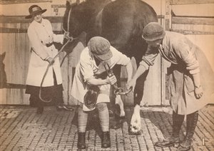 Women as farriers in the horse hospital of a big firm of haulage contractors, c1916 by Unbekannt