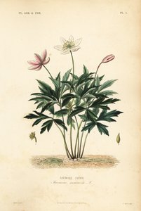 Wood anemone or windflower