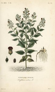 Woodland figwort by Unbekannt