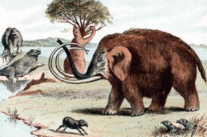 Woolly Mammoth Mammuthus, 1892