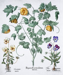 Yellow Horned Poppy