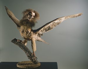 A Harpy by Unbekannt Unbekannt