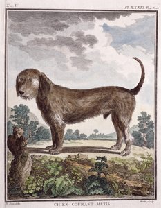 Cross Breed Dog by Unbekannt Unbekannt