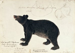 Drawing of an Asiatic Black Bear, Ursus Tibetanus, from the Central Region of Himalaya