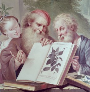 Illustration from Hortus Cliffortianus by Carl Linnaeus by Unbekannt Unbekannt