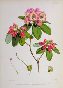 Rhododendron: Candelabrum, from The Rhododendrons of Sikkim-Himalaya by J.D. Hooker, 1849-51