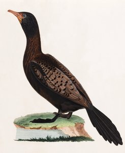 A Colour Illustration of a Bird