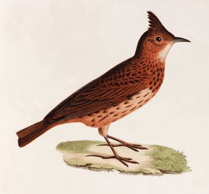 A Colour Illustration of a Bird by Unbekannt