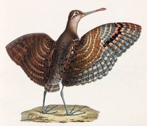 A Colour Illustration of a Bird by Unbekannt