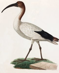 Long Beaked Bird (color illustration) by Unbekannt