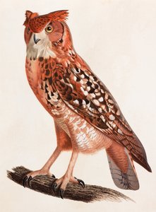 Owl (color illustration)