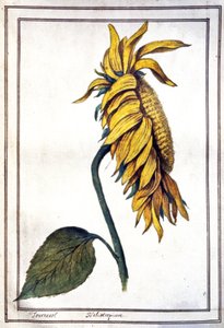 A Sunflower by Unbekannter Künstler