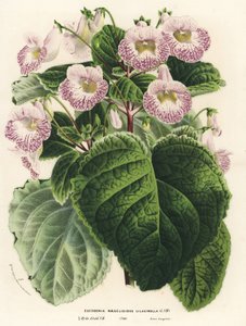 Achimenantha x naegelioides, lilac cultivar by Unbekannter Künstler