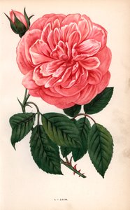 Adam rose, variety of the tea rose raised by Monsieur Adam of Reims in 1838. Chromolithograph drawn and lithographed after nature by F. Grobon from Hippolyte Jamain and Eugene Forney