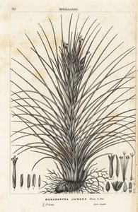Airplant, Tillandsia juncea. Handcoloured lithograph from Louis van Houtte and Charles Lemaire