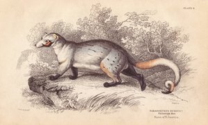 American Paradoxide, Paradoxurus dubius. From a Specimen in Philadelphia Museum by Unbekannter Künstler