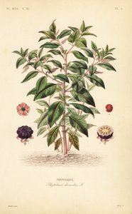 American pokeweed, Phytolacca americana by Unbekannt
