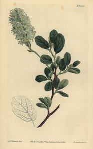American Wych Hazel, Fothergilla Gardenii by Unbekannt