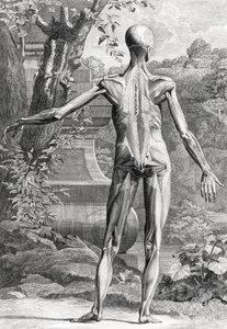 Anatomical Illustration by Unbekannter Künstler