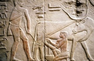 Ancient Egypt: Saqqarah: necropolis of the Old Empire, tomb of noble. Detail of the reliefs depicting the milking of a buffalo by Leopold Blonder